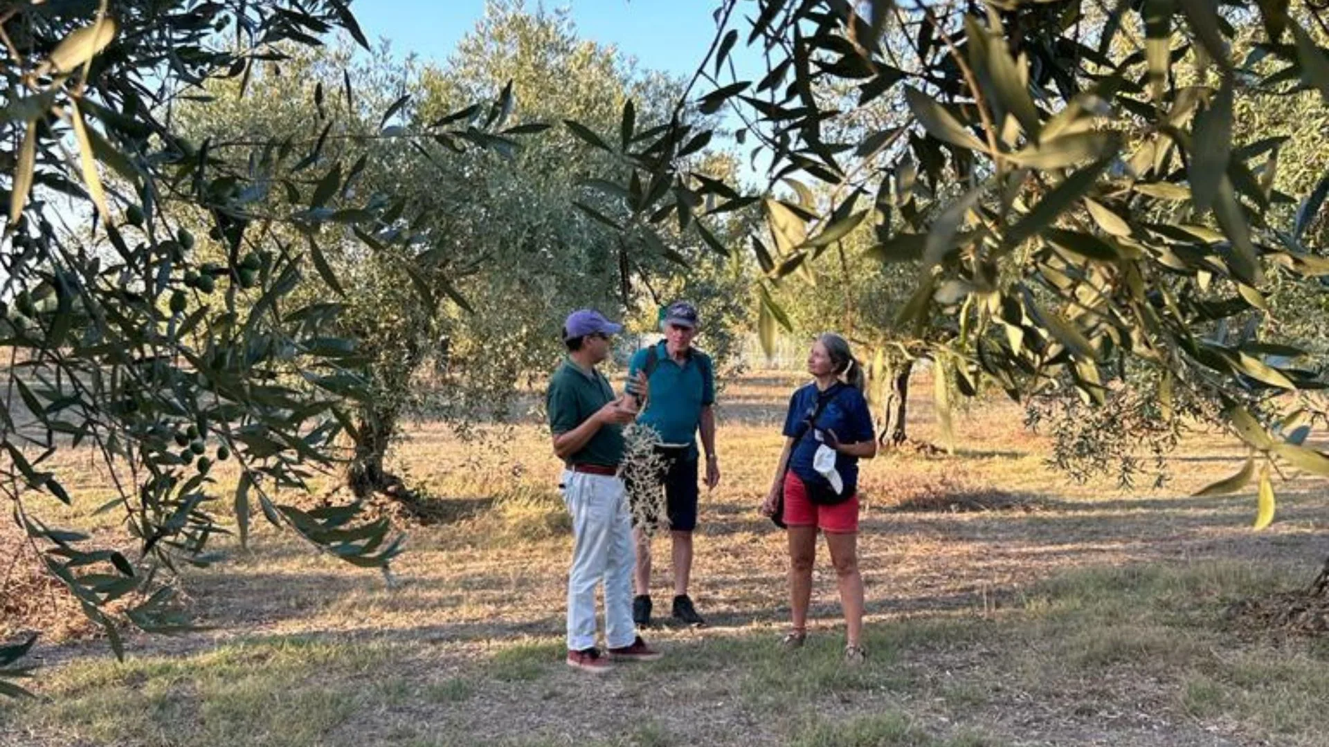 Visita a un Frantoio e degustazione dell'olio — foto 3