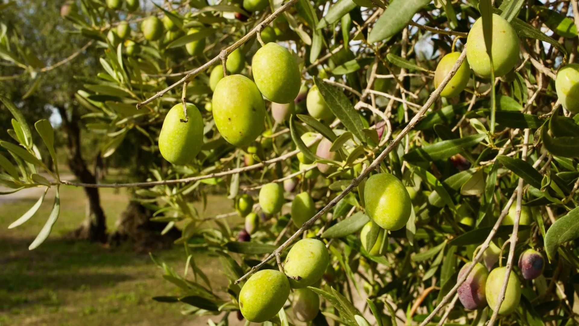 Visita a un Frantoio e degustazione dell'olio