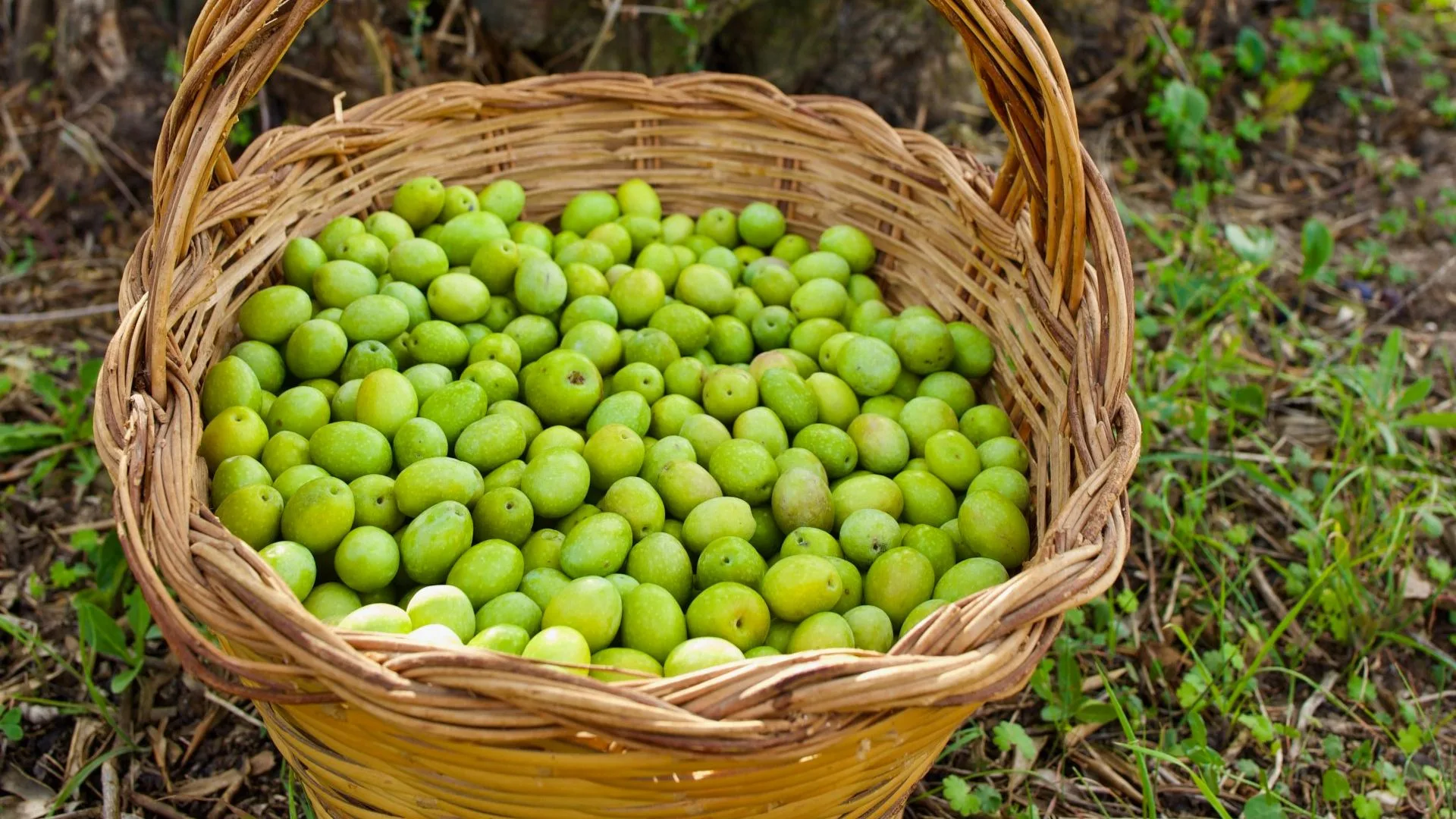 Visita a un Frantoio e degustazione dell'olio — foto 2